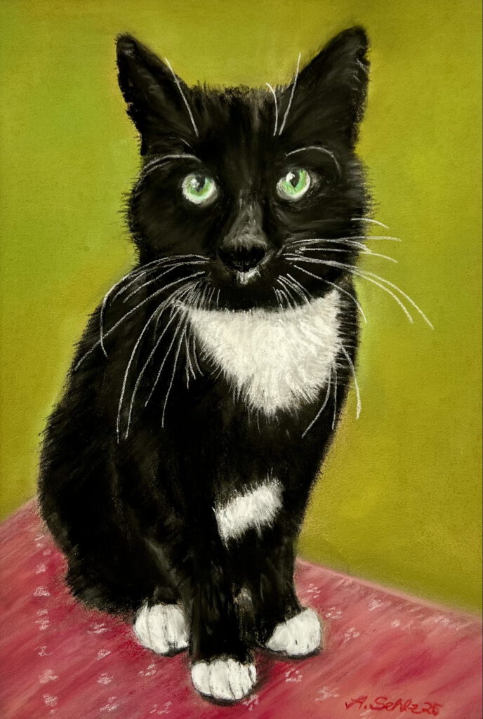 Bild vom Kater Filou