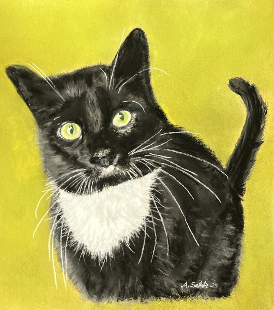 Bild von einem Kater