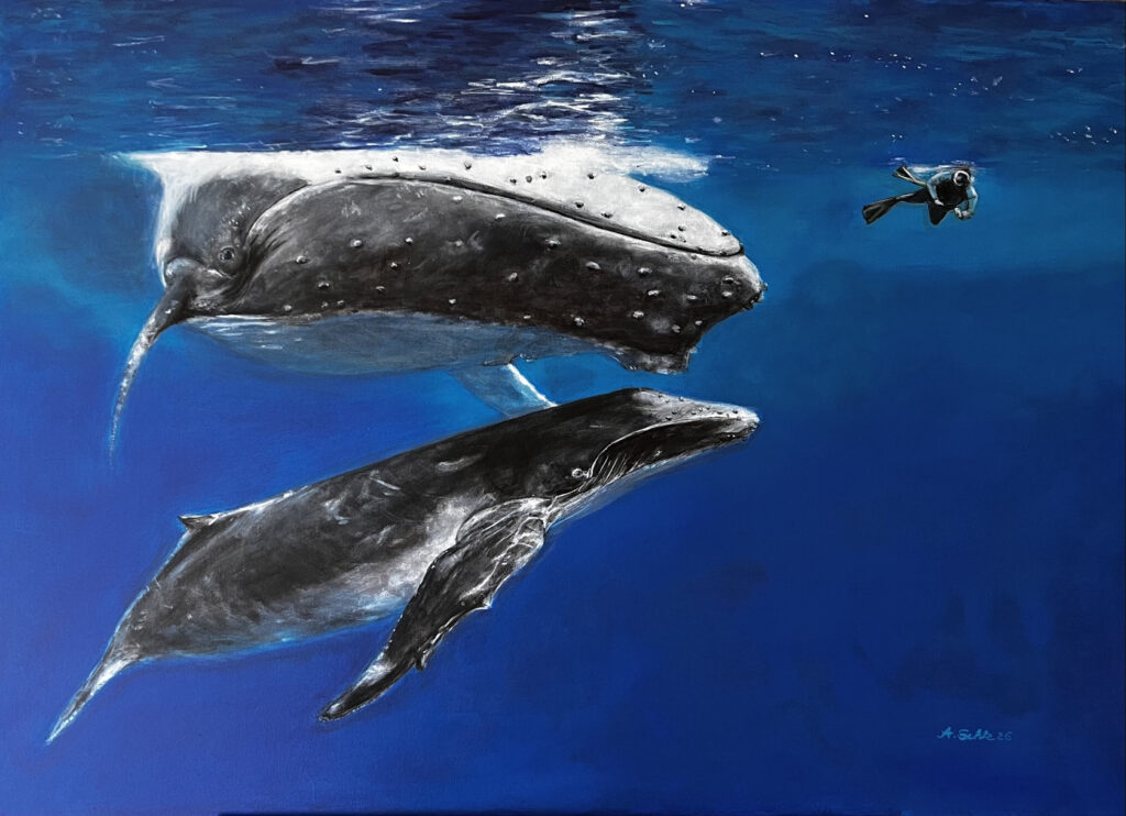Bild zweier Buckelwale und einem Taucher